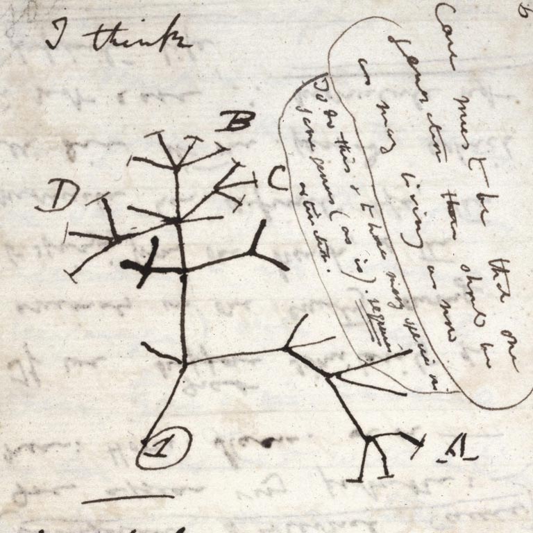 Darwin Tree 1837 (scratch notes on a piece of paper)